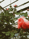 Aun_[ް